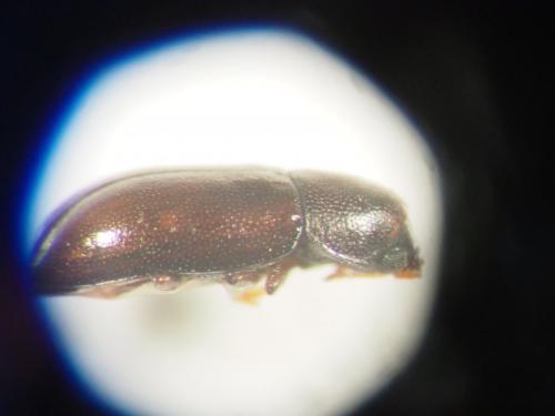Orthocis alni